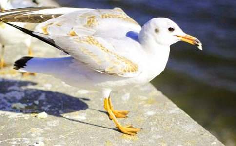 �μ�����ĺ�Ÿ