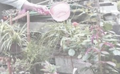 梦见浇花