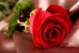 怎样扦插玫瑰花成活率高