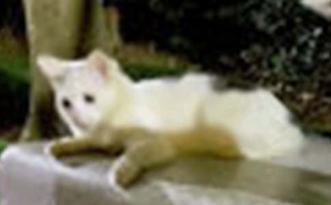给小猫美容