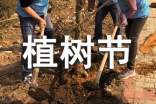 【精华】植树节活动方案范文汇总七篇