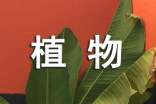 我家门口的植物作文(锦集5篇)