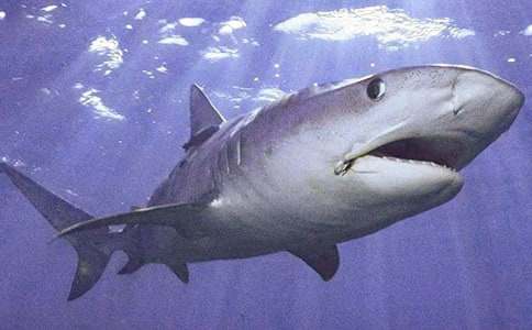 梦见飞翔的鲨鱼