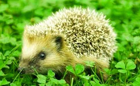 小刺猬烫发中班故事教案