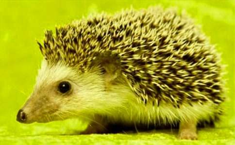 ������Խ̰�С����̷�