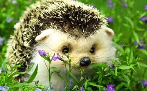 ��С����̷������̰�