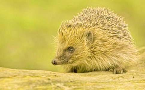 ��������С����̷�