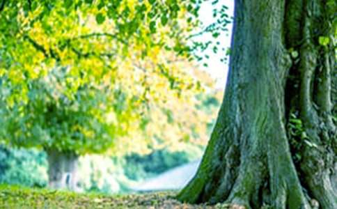 梦见大树结果