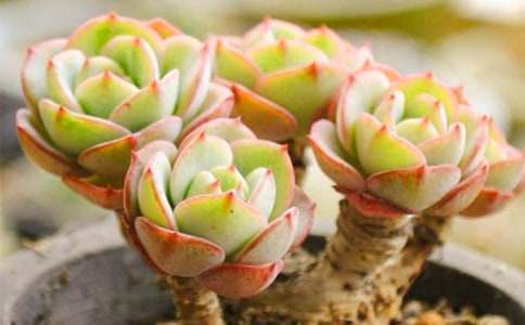 �μ��ܶ���