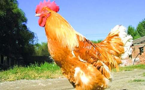 �μ�������������