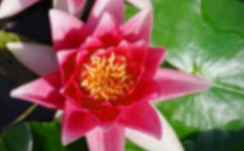 梦见荷叶但是没有荷花