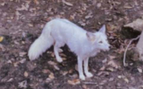 梦见红色的狐狸