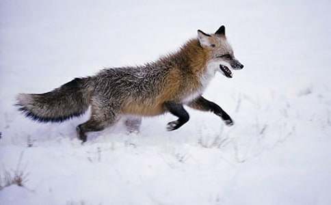 �μ���ֻ����