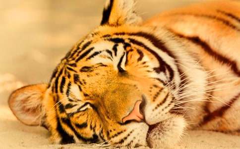 �μ�С�ϻ�ҧ����