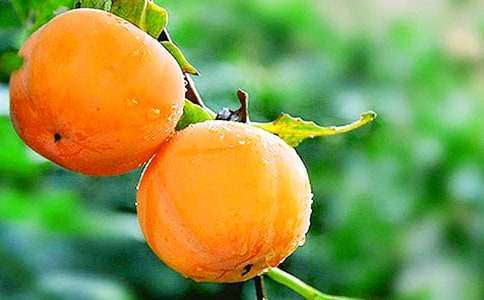 �μ�������͸��