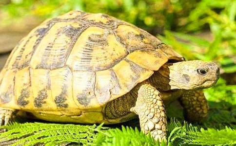 �μ���ֻ���ڹ�