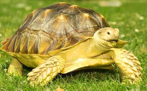 �μ��ڹ�����