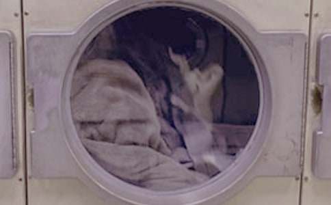 【精选】洗衣服日记3篇