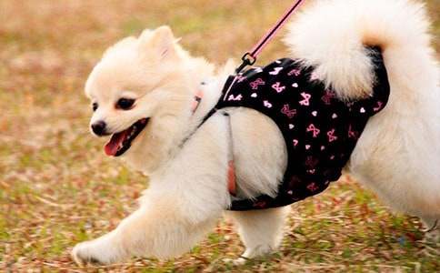 �μ��ܿɰ���С��