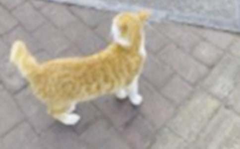 �μ��߳�Сè