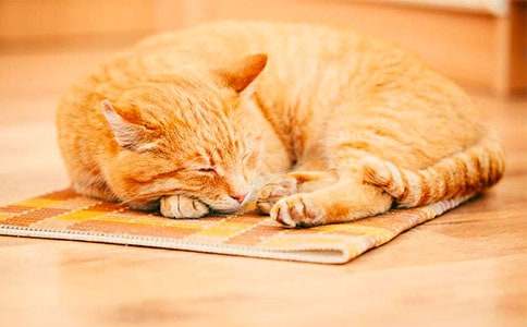 �μ��ܶ�Сè