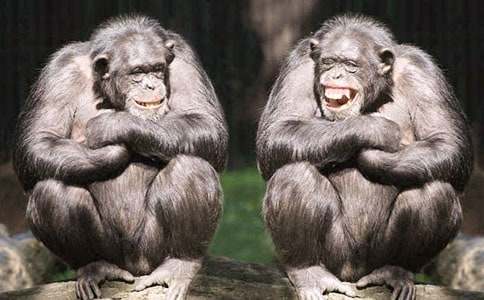 梦见大猩猩追我