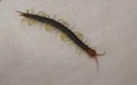 �μ����ҧ��