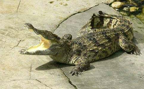 �и��μ��������